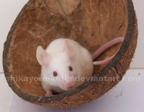 look_at_me_by_shikayore_kotia-d3dirgi